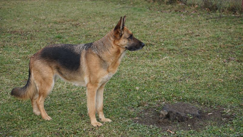 German Shepherd Dog