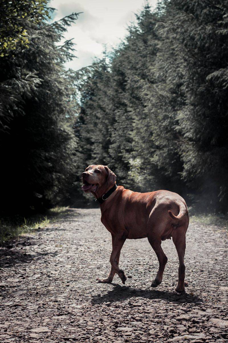 Rhodesian Ridgeback
