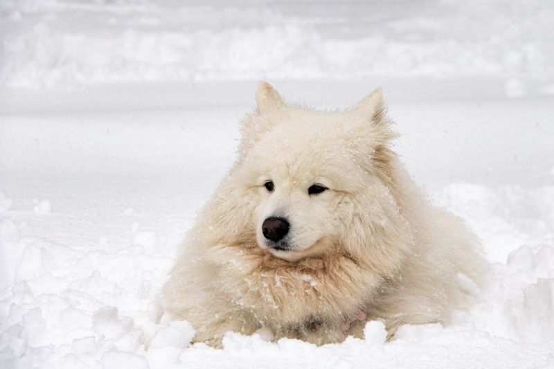 Samoyed