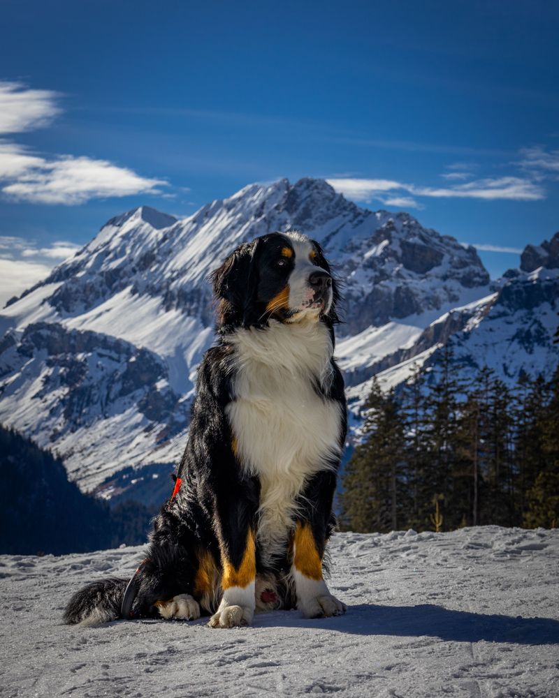 Bernese Mountain Dog Loves Chilly Outdoor Days