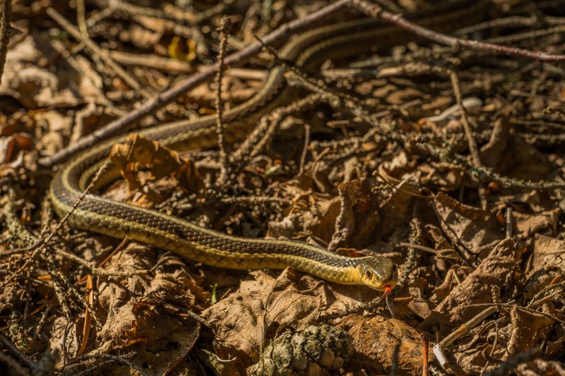 Snakes Are A Risk On Trails And Around Coastal Areas