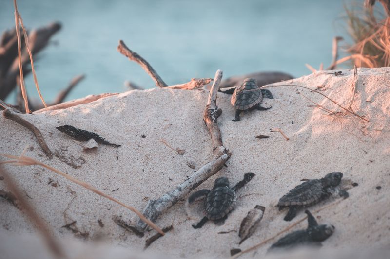Protect Sea Turtle Nesting Areas