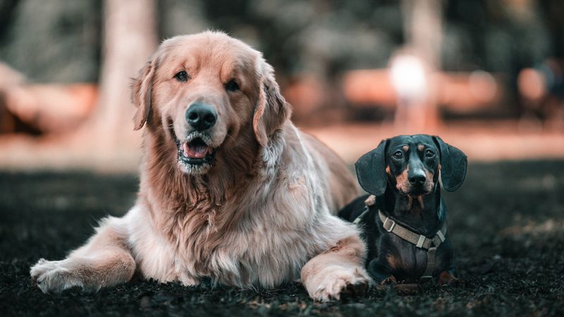 Review the Pet Addendum for Breed, Size, or Number Restrictions