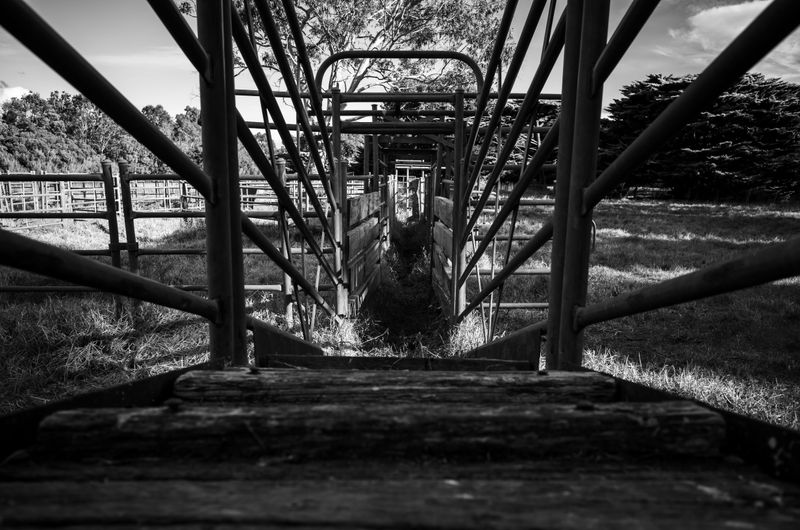 Handling Alleys and Chutes Are No Place for Paws