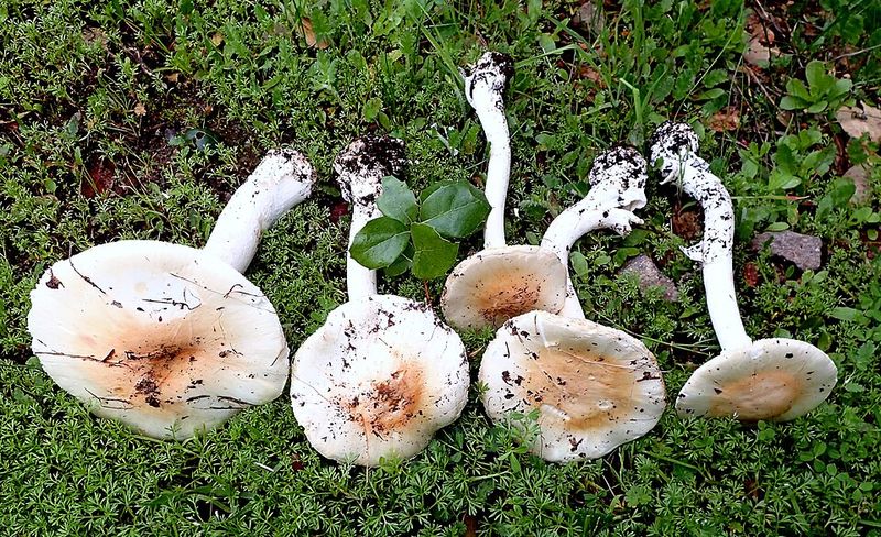 Destroying Angel (Amanita ocreata)