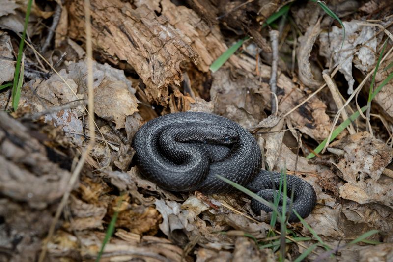 Copperheads