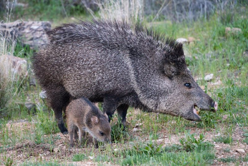 Javelinas