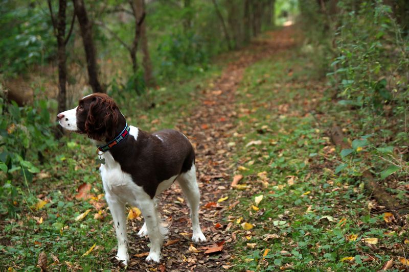 Tick Season Lasts Through Much Of Hiking Year
