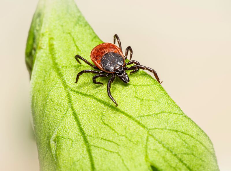 Brown Dog Ticks