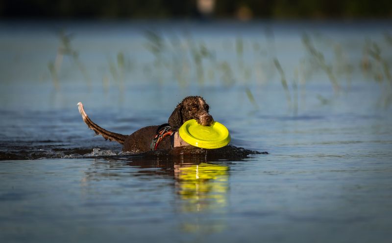 Boykin Spaniel