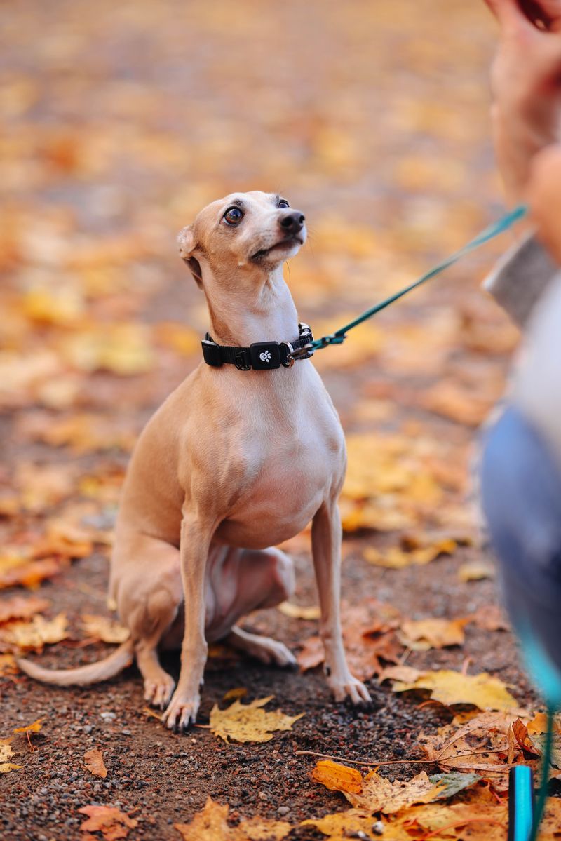 Italian Greyhound