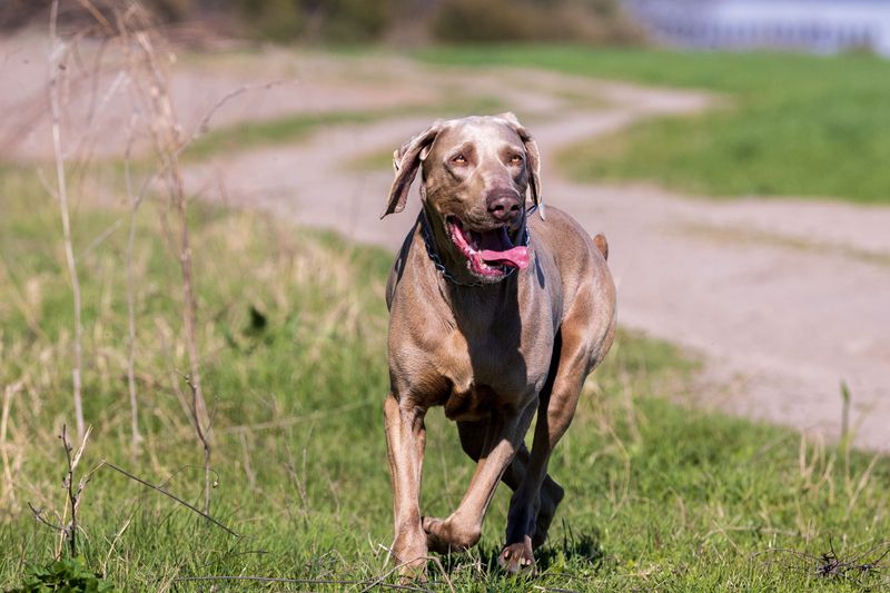 Weimaraner