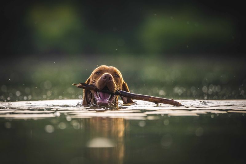 Vizsla
