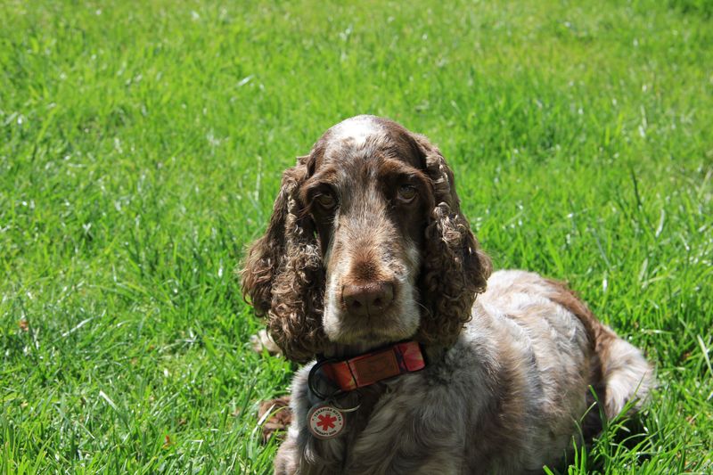 Sussex Spaniel: Slow-Paced and Proud of It
