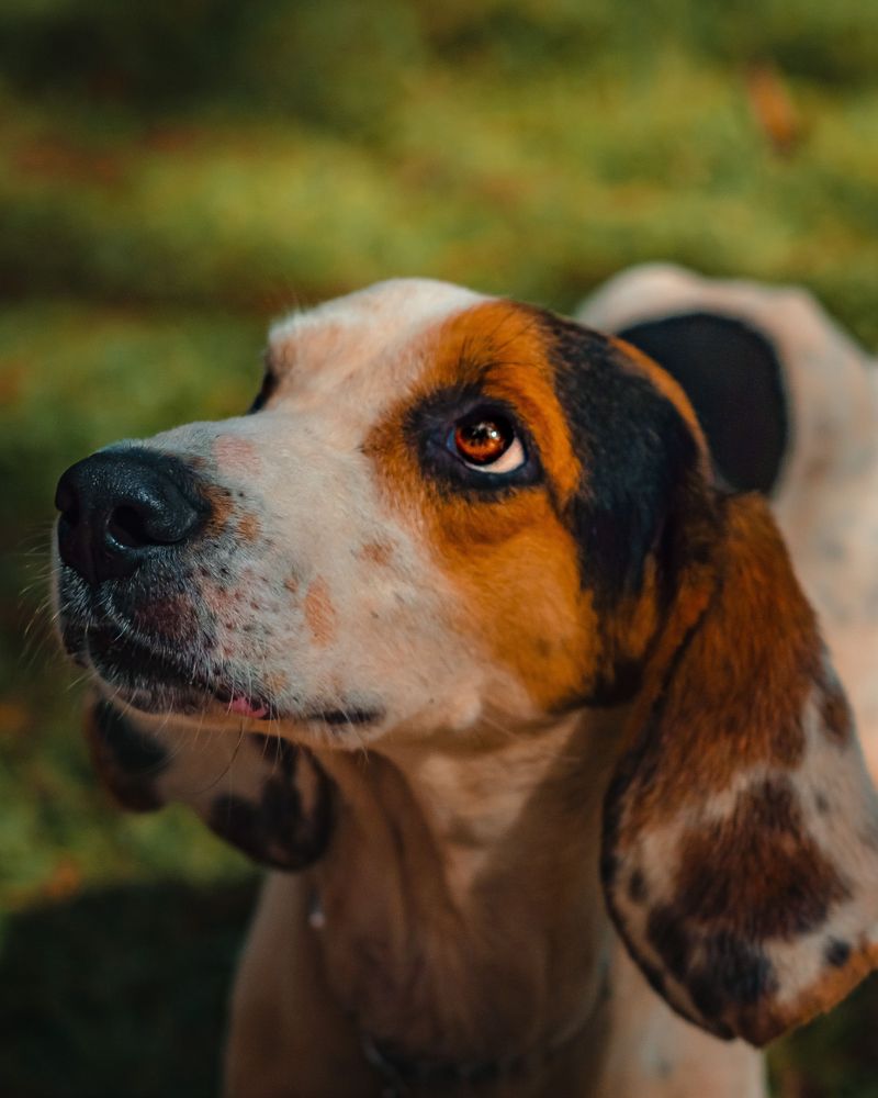 Treeing Walker Coonhound