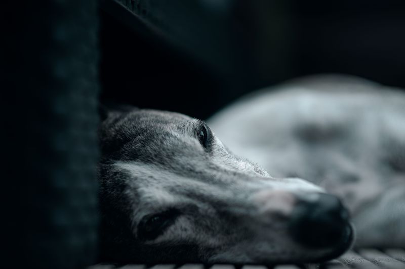 Greyhound