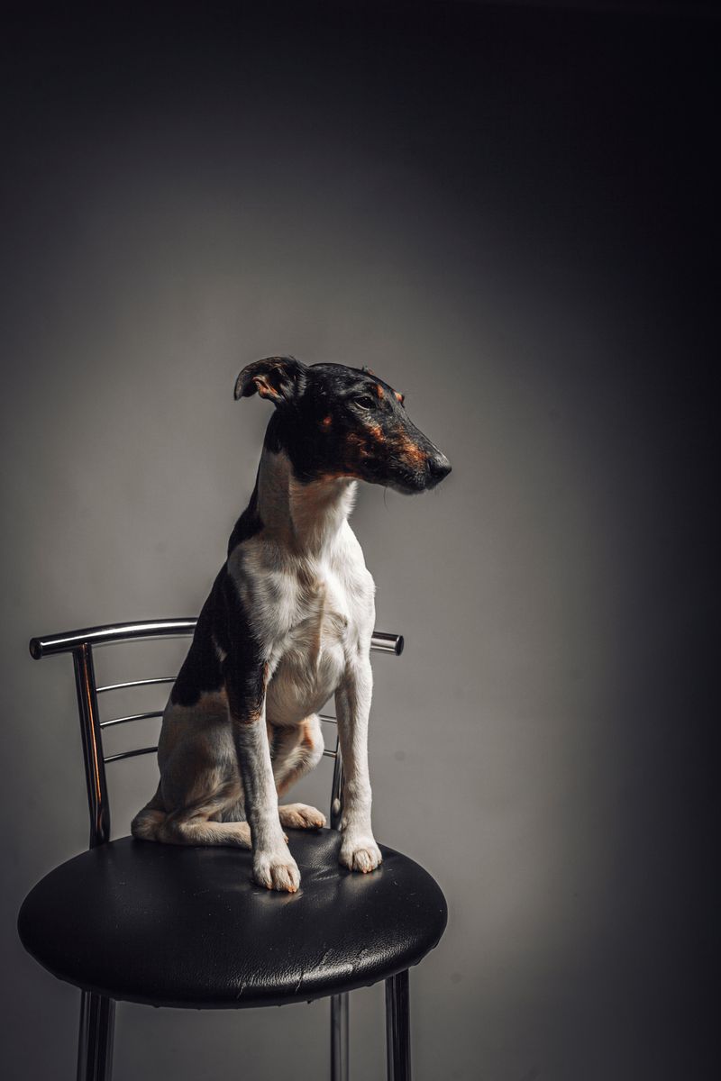 Toy Fox Terrier: Tiny Athlete, Big Schedule