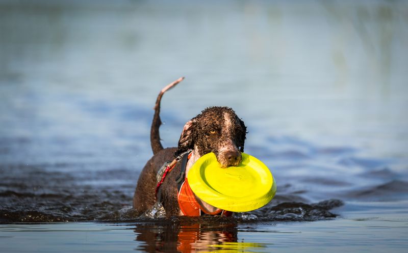 Irish Water Spaniel