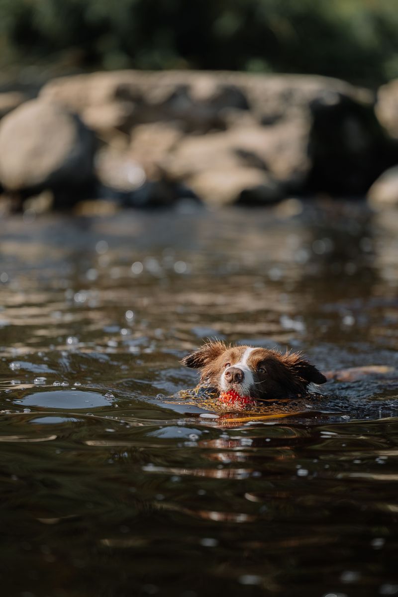 Nova Scotia Duck Tolling Retriever