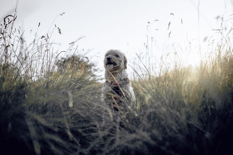 Tall Grass and Brush Increasing Tick Exposure