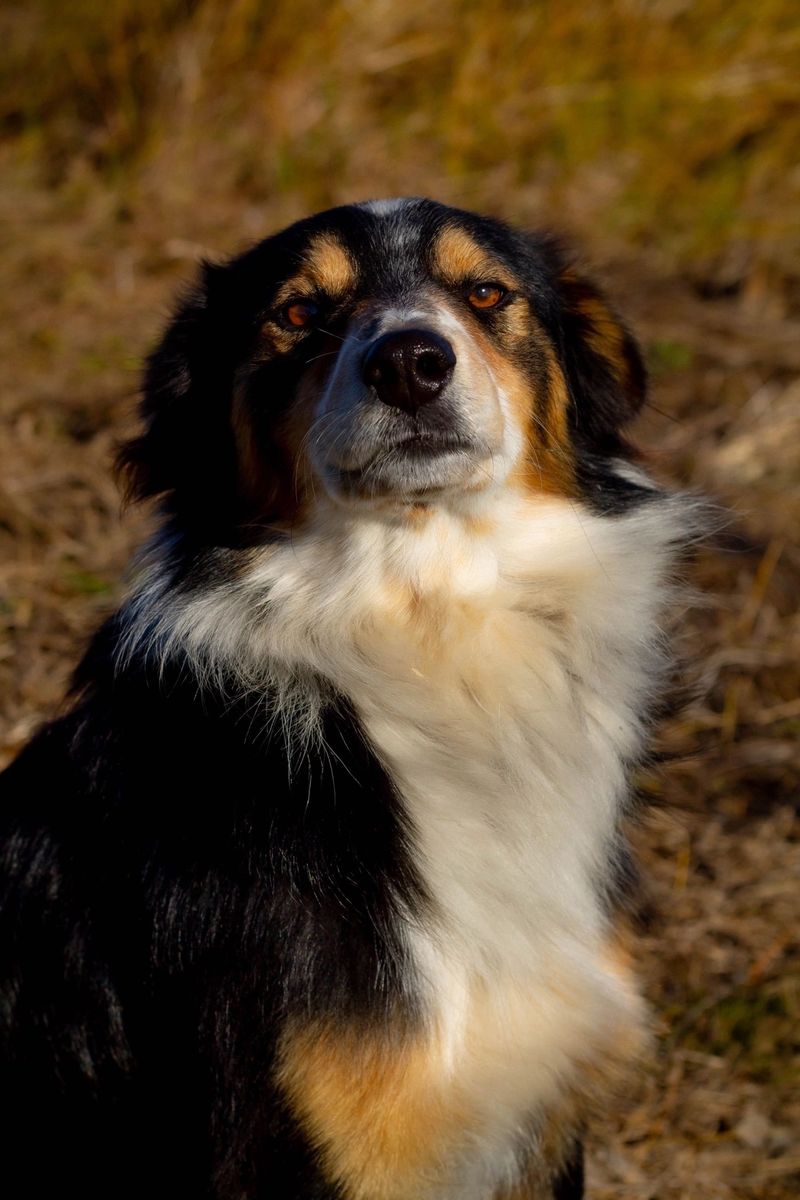 English Shepherd
