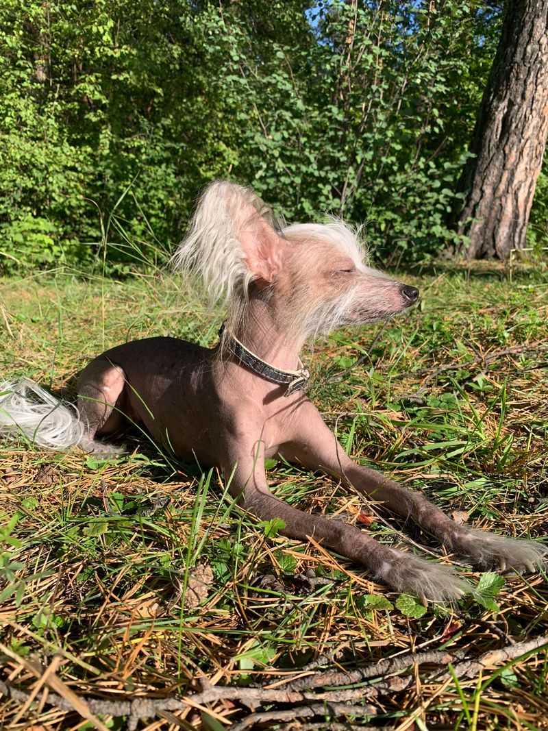 Chinese Crested, Sun Lover with Skin Care