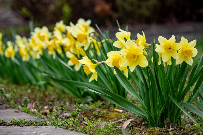 Daffodil