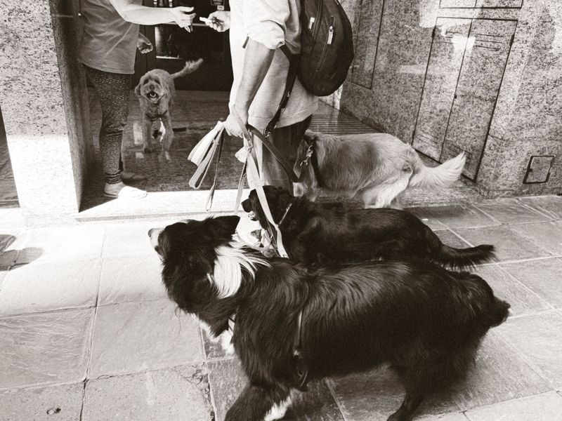 A Landlord, Sitter, or Kennel Could Also Share Responsibility
