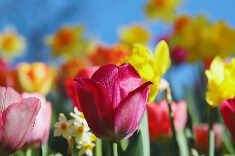 Tulip and Daffodil Bulbs Underfoot