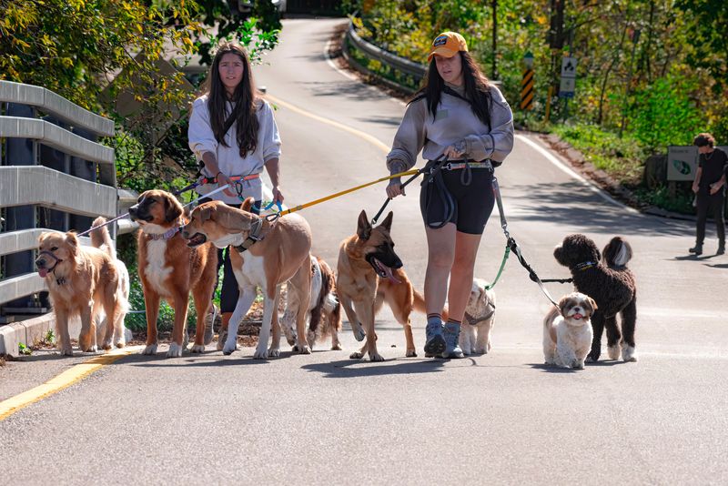 Pet Sitters, Walkers, and Temporary Caretakers