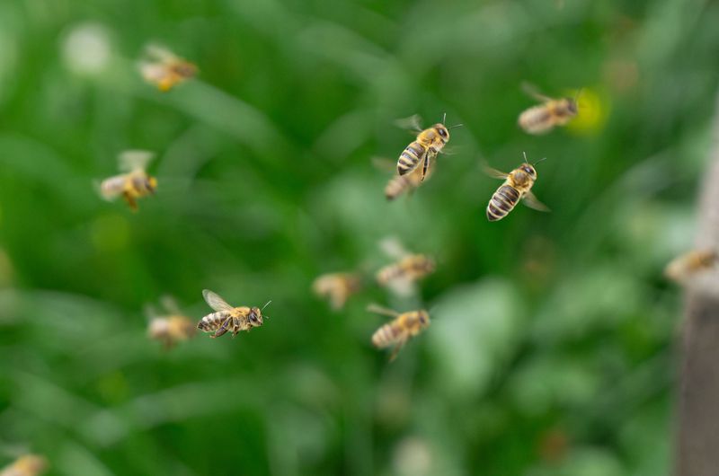 Africanized Honey Bees