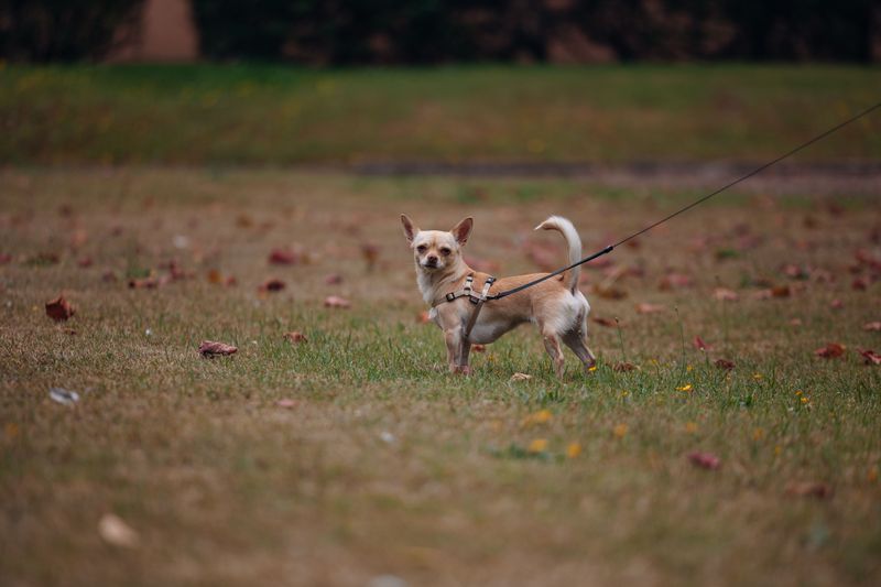 Arizona Does Not Have One Universal Leash Rule