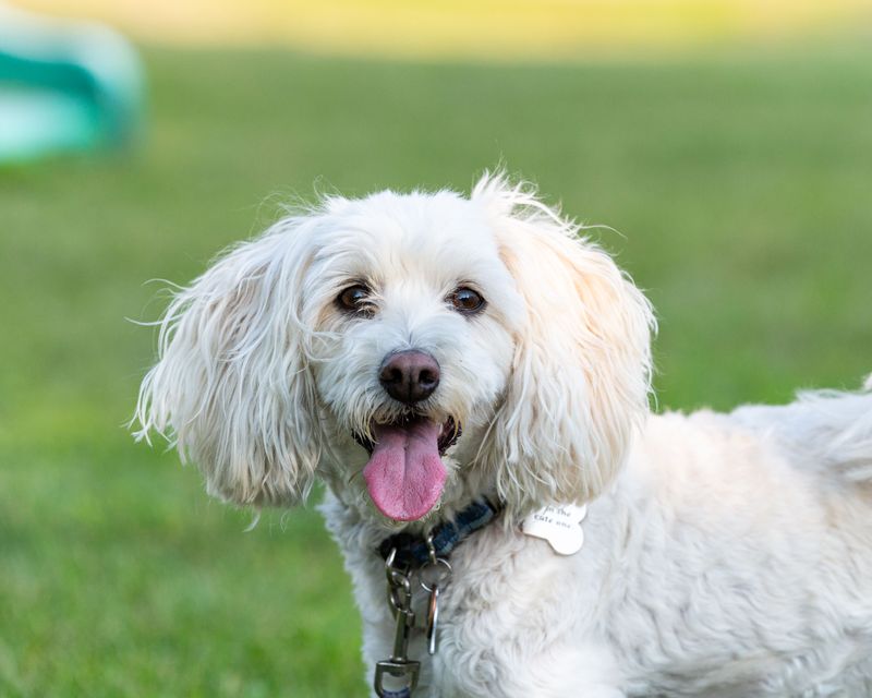 Pennsylvania Requires All Dogs to Be Licensed Annually