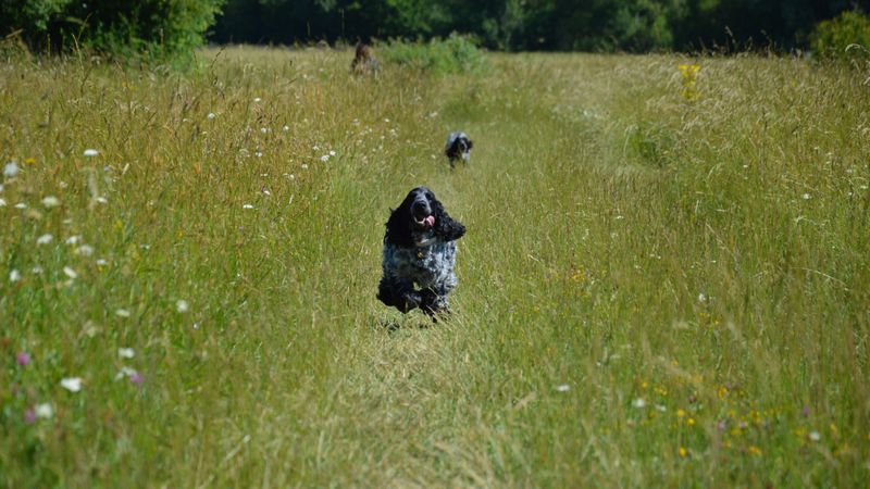 Take Extra Precautions With Dogs That Love To Explore