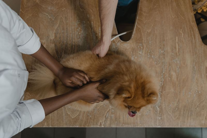 Check Your Dog After Every Trail Day
