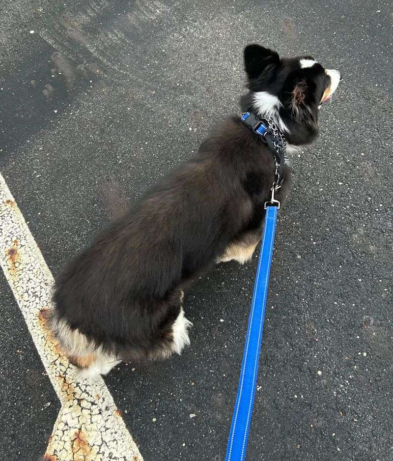 Dark Pavement That Holds Heat