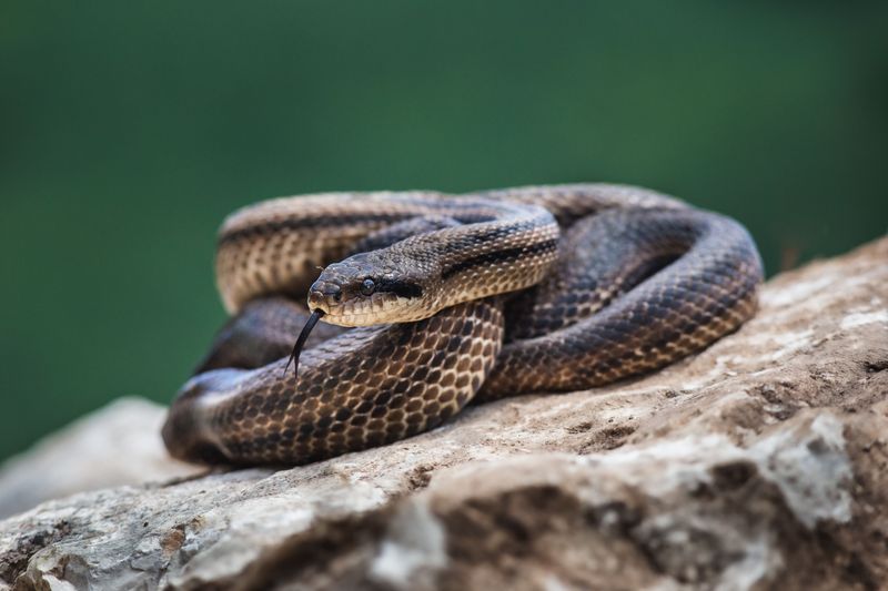 Ring animal control when the snake settles in