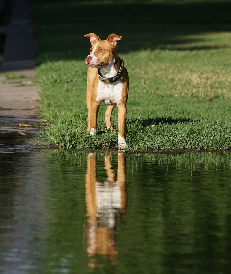 Leaving Standing Water Around the Yard