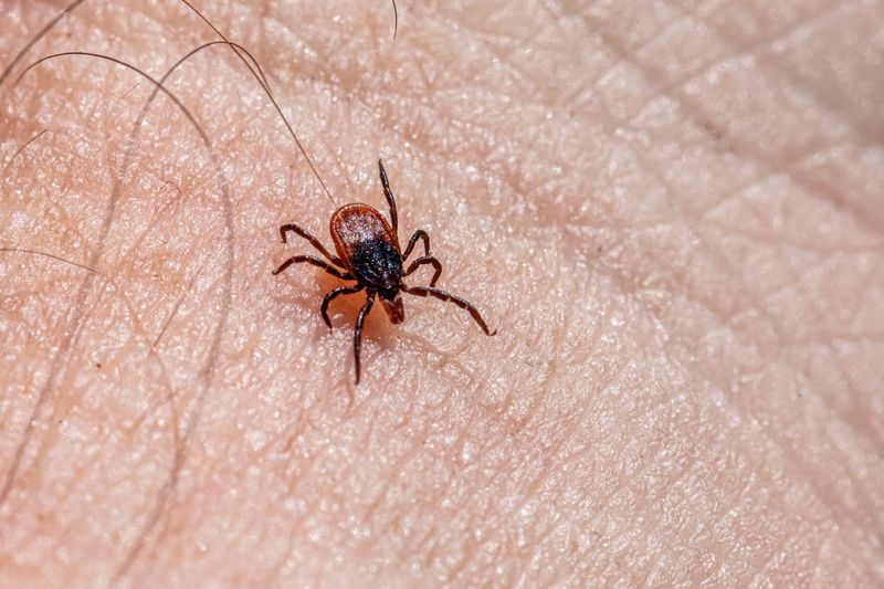 Forgetting Fleas, Ticks, and Mosquitoes