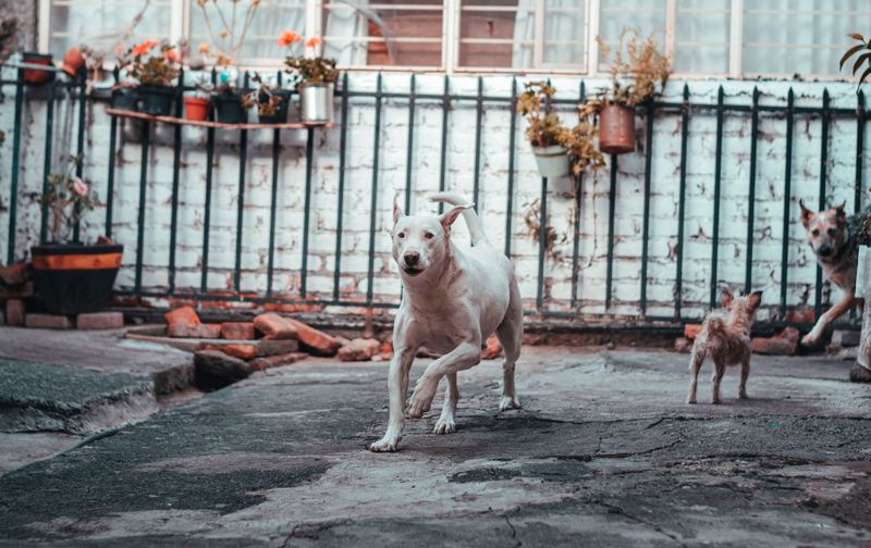 Letting Dogs Roam the Neighborhood