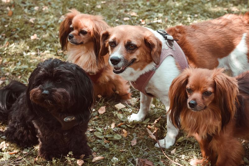 Colorado Springs Limits Properties to Four Dogs Over Four Months Old