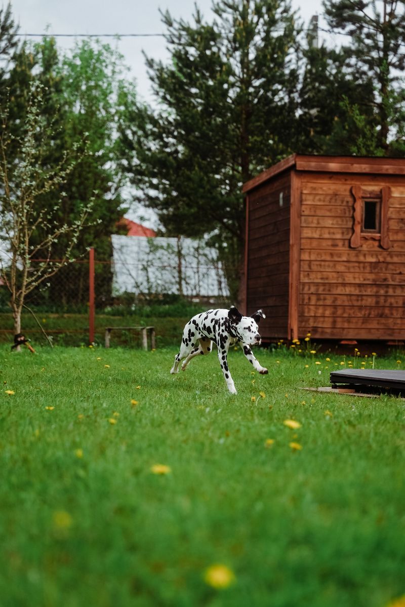 Dalmatian
