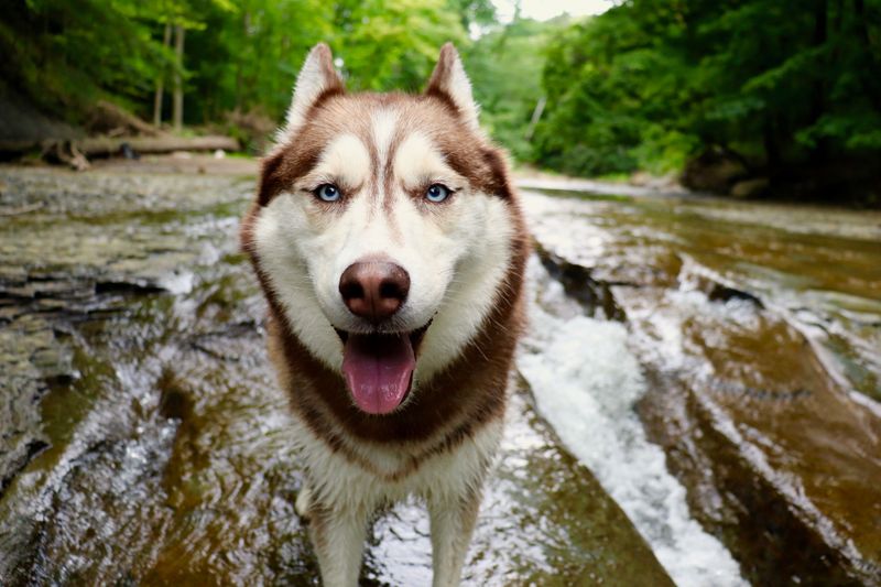 Siberian Husky