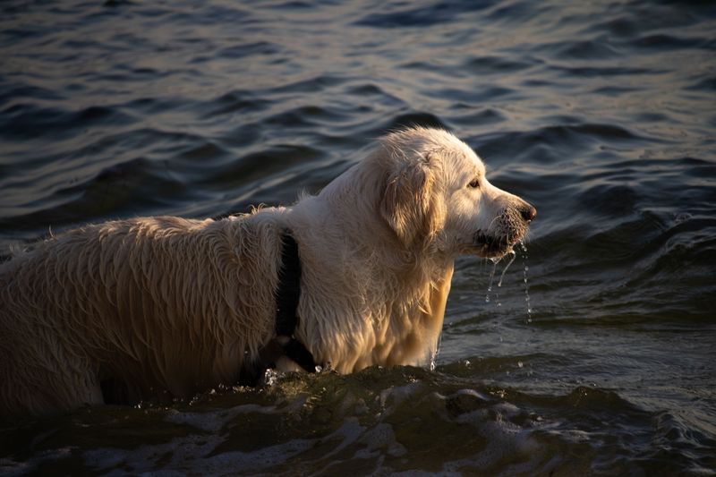Newfoundland