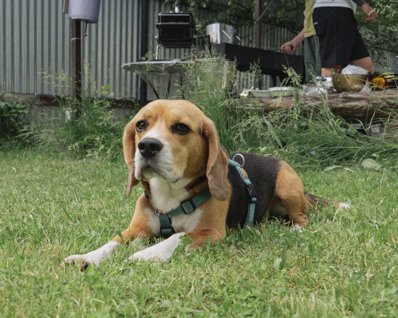 Beagle
