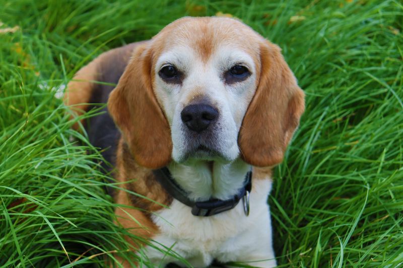 Beagle