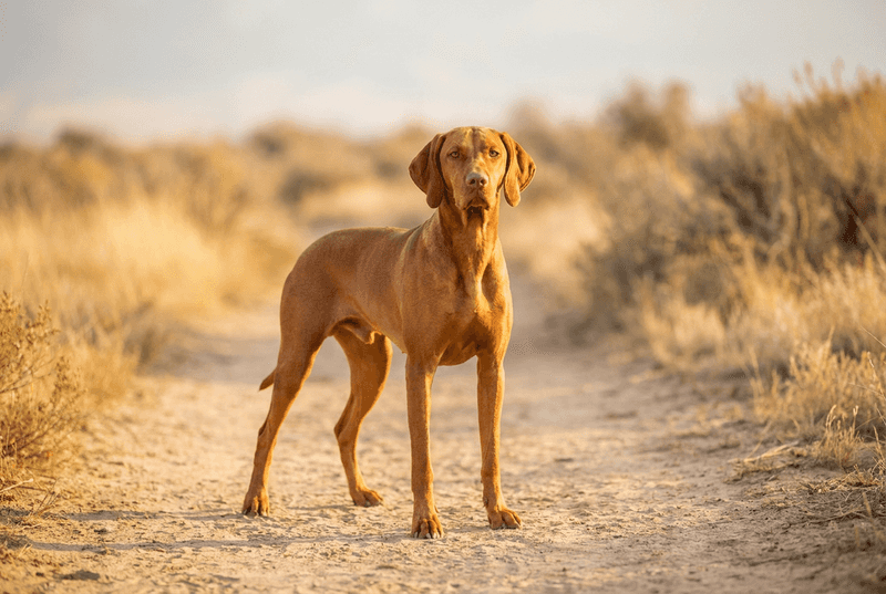 Vizsla