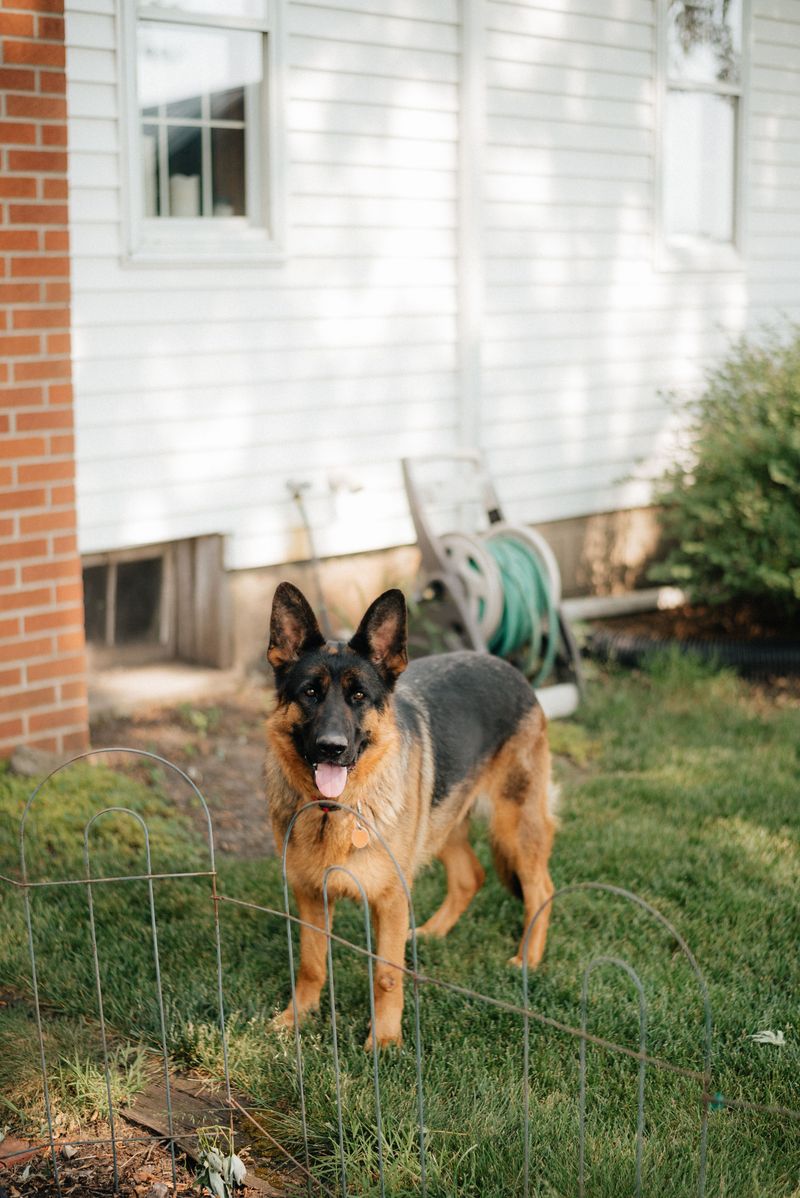 German Shepherd Dog