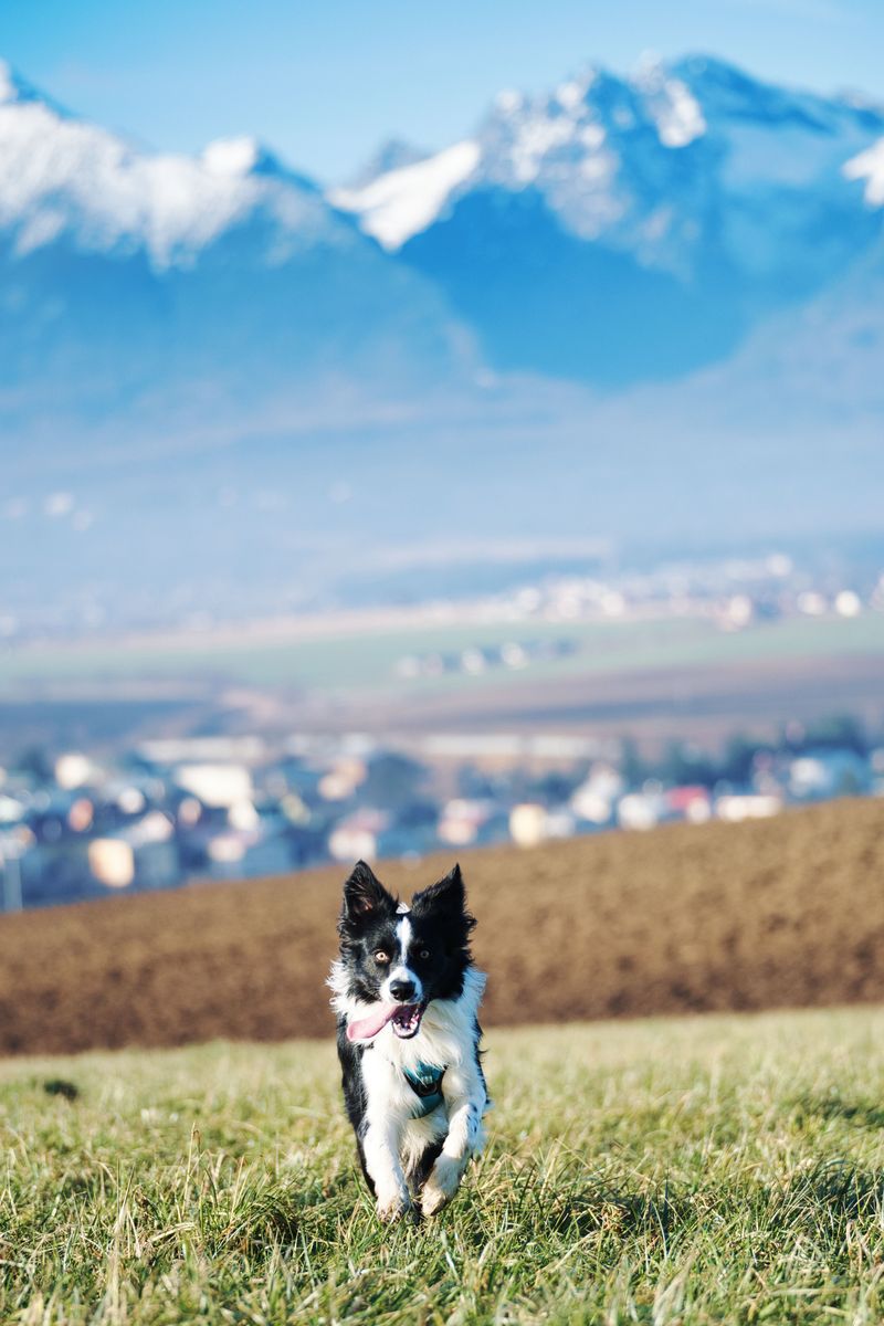 Border Collie