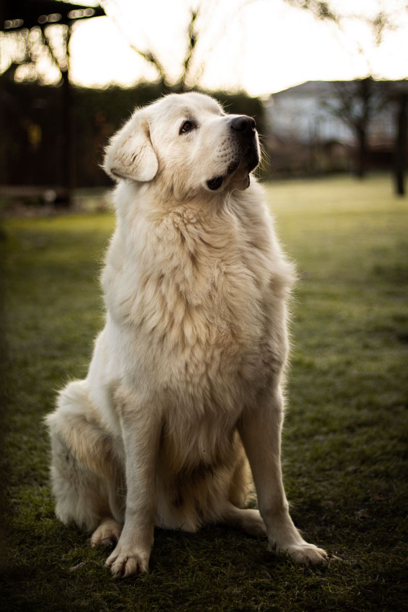 Great Pyrenees